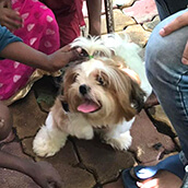 Animal Image